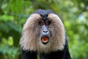 Silenus: Lion-tailed Macaque / Wanderoo adult male with dominant
