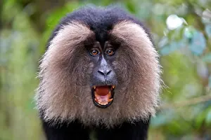 Silenus: Lion-tailed Macaque / Wanderoo adult male with dominant