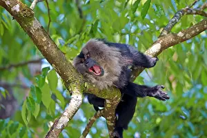 Silenus: Lion-tailed Macaque / Wanderoo adult male with dominant