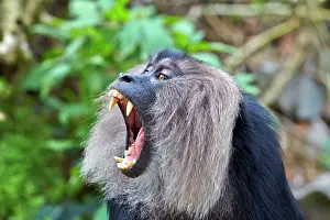 Silenus: Lion-tailed Macaque / Wanderoo adult male with dominant