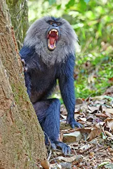 Silenus: Lion-tailed Macaque / Wanderoo adult male with dominant