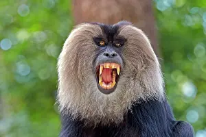 Silenus: Lion-tailed Macaque / Wanderoo adult male with dominant