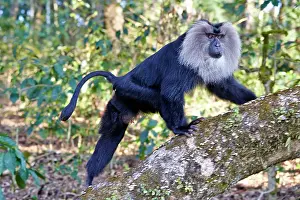 Silenus: Lion-tailed Macaque / Wanderoo adult male with dominant