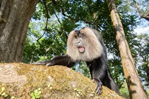 Silenus: Lion-tailed Macaque / Wanderoo adult male with dominant