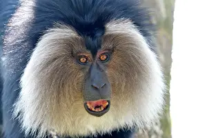 Silenus: Lion-tailed Macaque / Wanderoo adult male with dominant