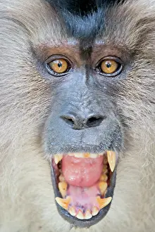 Silenus: Lion-tailed Macaque / Wanderoo adult male with dominant