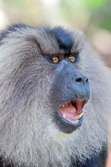 Silenus: Lion-tailed Macaque / Wanderoo adult male with dominant