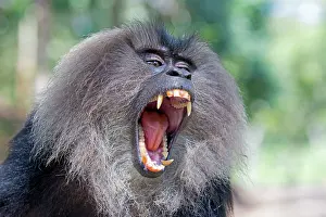 Silenus: Lion-tailed Macaque / Wanderoo adult male with dominant
