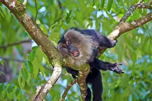 Silenus: Lion-tailed Macaque / Wanderoo adult male with dominant