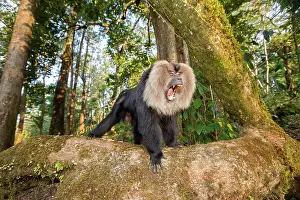 Silenus: Lion-tailed Macaque / Wanderoo adult male with dominant