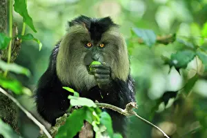 Silenus: Lion-tailed Macaque / Wanderoo eating avocado