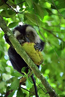 Silenus: Lion-tailed Macaque / Wanderoo eating jackfruit
