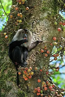 Silenus: Lion-tailed Macaque / Wanderoo on fig tree feeding