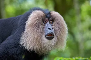 Silenus: Lion-tailed Macaque / Wanderoo (ranks among the