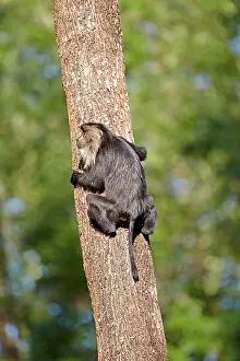 Silenus: Lion-tailed Macaque / Wanderoo (ranks among the