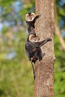 Silenus: Lion-tailed Macaque / Wanderoo (ranks among the