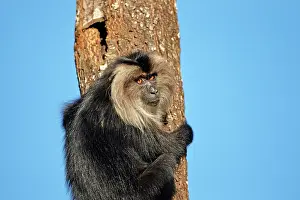 Silenus: Lion-tailed Macaque / Wanderoo (ranks among the
