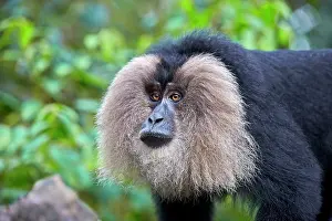 Silenus: Lion-tailed Macaque / Wanderoo (ranks among the