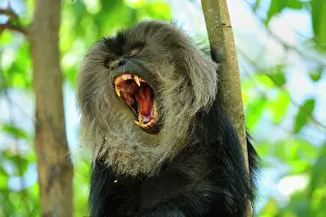 Growling: Lion-tailed Macaque / Wanderoo yawning