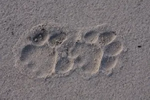 Trace: Lion tracks