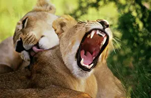 Groomed: Lion - two, on yawning whilst being groomed
