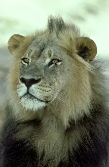 Maned: Lion - Typical black-maned Kalahari male