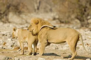 Urinating: Lion - Young female urinating infront of a male