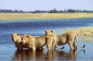 Hayden Oake: LION - three young males standing in water