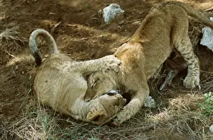 Biting: LION - two young play fighting