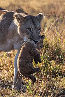 Ext Rieur: LIONESS
