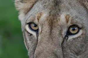 Plan: LIONESS