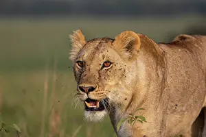 Seul: LIONESS