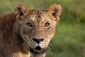 Seul: LIONESS