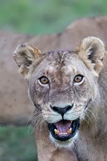 Plan: LIONESS