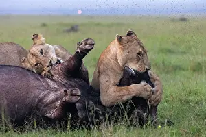 Caffer: LIONESS