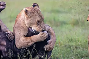 Caffer: LIONESS