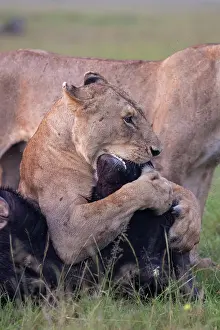 Caffer: LIONESS