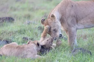 Flin: LIONESS