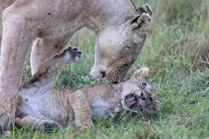 Parc: LIONESS