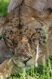 Parc: LIONESS