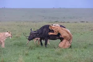 Caffer: LIONESS AND BUFALO