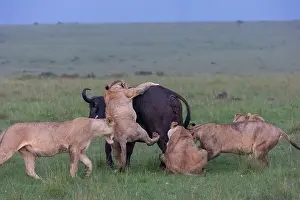 Caffer: LIONESS AND BUFALO