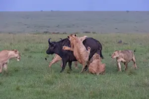 Caffer: LIONESS AND BUFALO