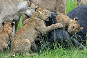 Caffer: LIONESS and bufalo