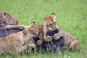 Caffer: LIONESS and bufalo
