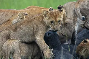 Caffer: LIONESS and bufalo