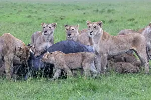 Caffer: LIONESS and bufalo