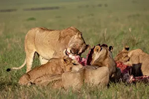 Buffalo: LIONESS AND BUFFALO