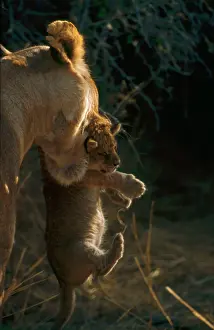 Carries: Lioness carrying cub in mouth - A lioness carries