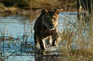 Charging: Lioness - Crossing water